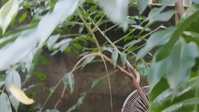 'Video thumbnail for June plum Tree'
