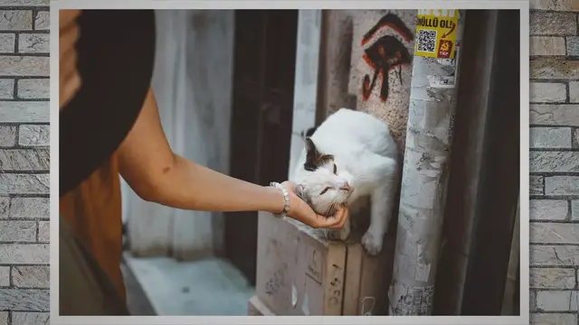 'Video thumbnail for Siberian Cats: Unraveling the Gender Myth'