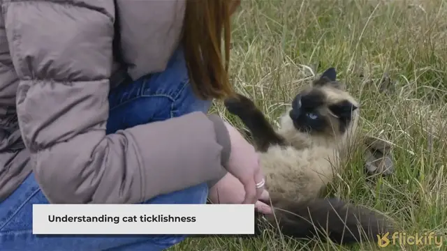 'Video thumbnail for Are Cats Ticklish? Must To Know Things For A Cat Parent'