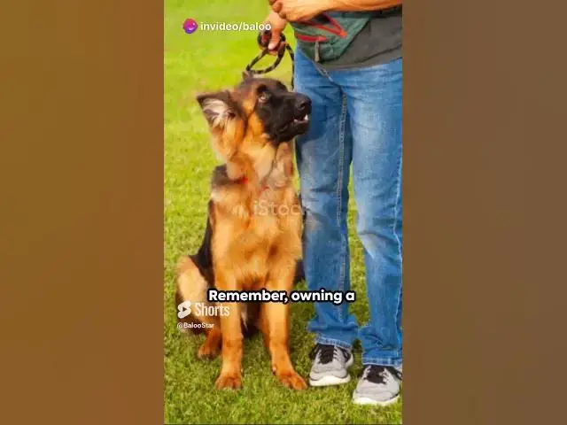 'Video thumbnail for German Shepherds Unparalleled Companion'