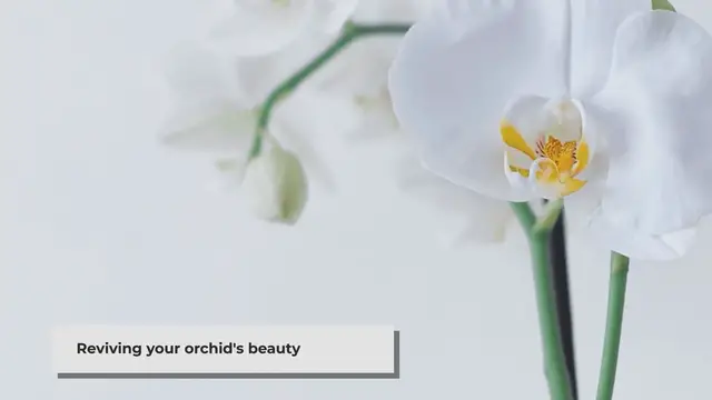 'Video thumbnail for How to Make Your Orchid Bloom Again: Essential Care Tips'