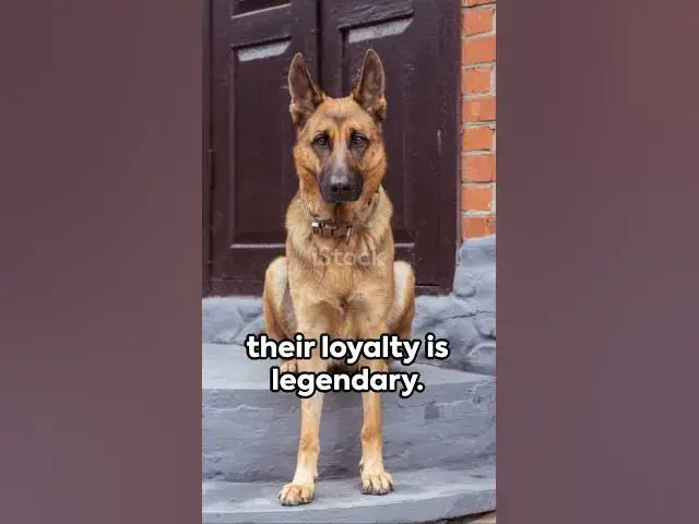 'Video thumbnail for invideo ai 1080 German Shepherds  3 Unleashed Facts 2023 10 10'
