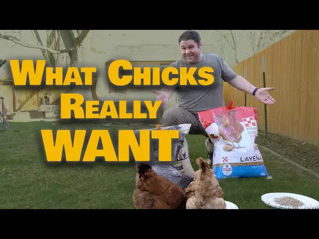 'Video thumbnail for Egg-onomics: Breaking Down The Best Feed for Your Flock'