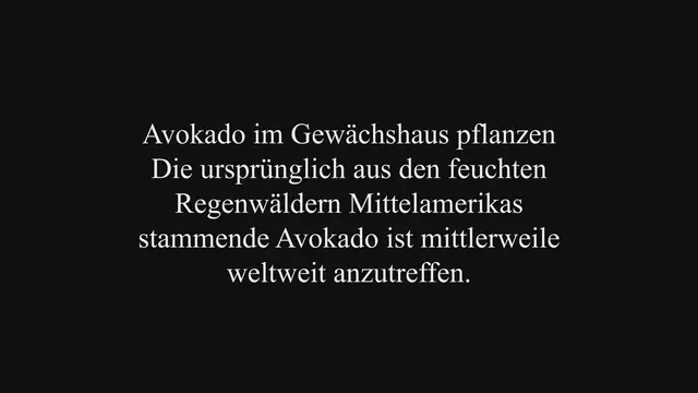 'Video thumbnail for Avokado im Gewächshaus pflanzen'