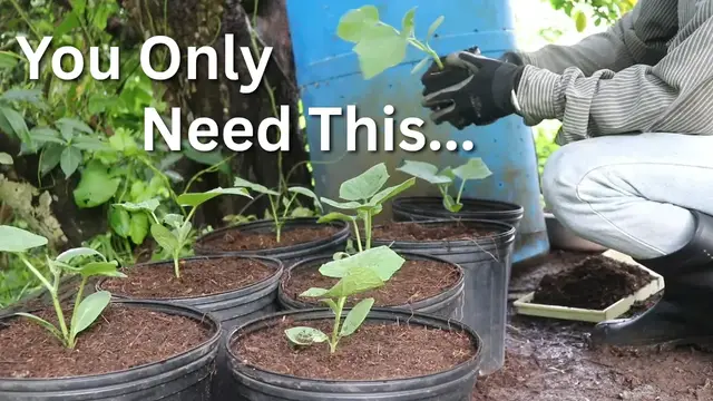 'Video thumbnail for What You Really Need to Start Container Gardening'