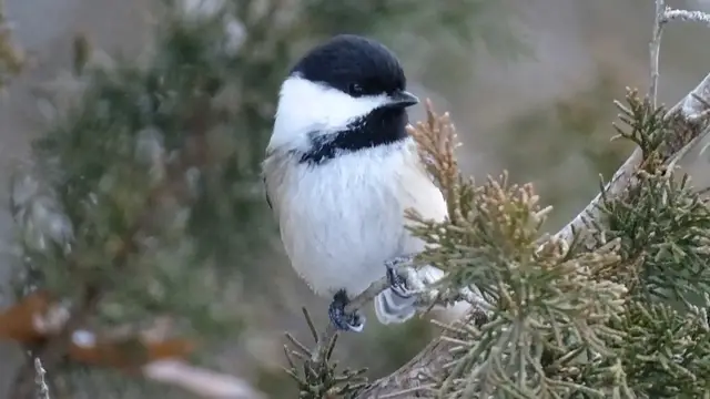 'Video thumbnail for Birds of Massachusetts: A Guide to Local Feathered Friends'
