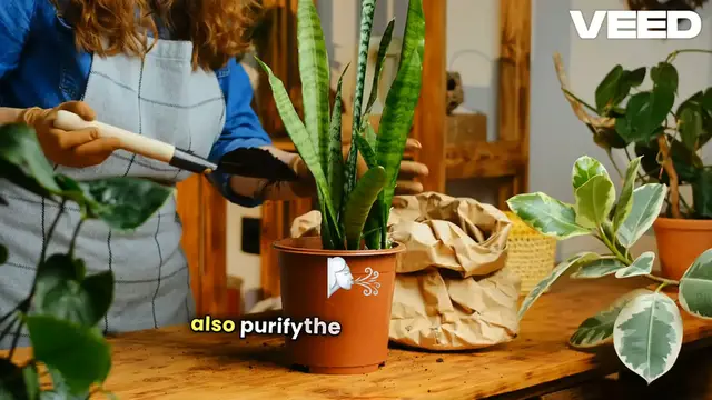 'Video thumbnail for Snake Plants Ideas'