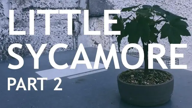 'Video thumbnail for The Little Sycamore Seedling Part 2'