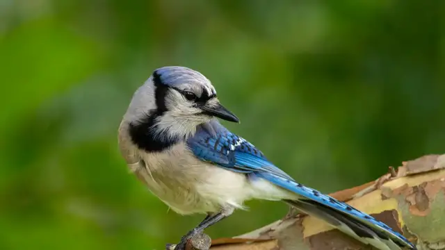 'Video thumbnail for Common Backyard Birds in Florida: A Guide for Birdwatchers'
