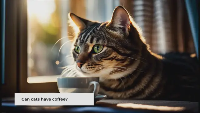 'Video thumbnail for Can Cats Have Coffee? The Fact Answer!'