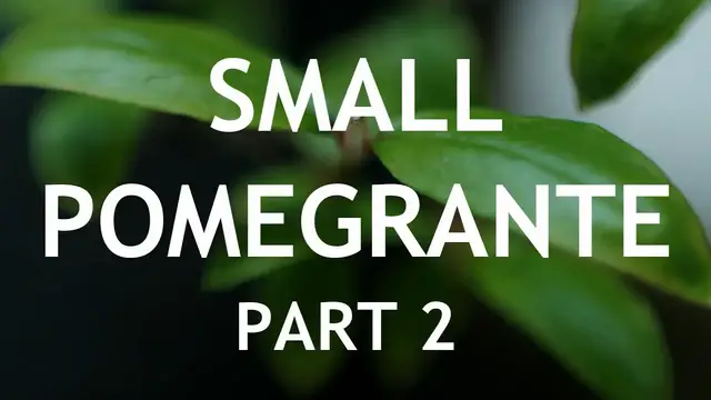 'Video thumbnail for Small Pomegrante Bonsai Tree, From Seed, 2'