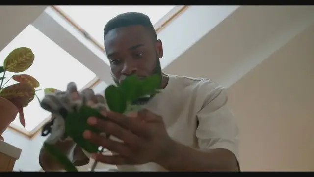'Video thumbnail for 6 Easy-Care Indoor Plants to Enhance Your Home'