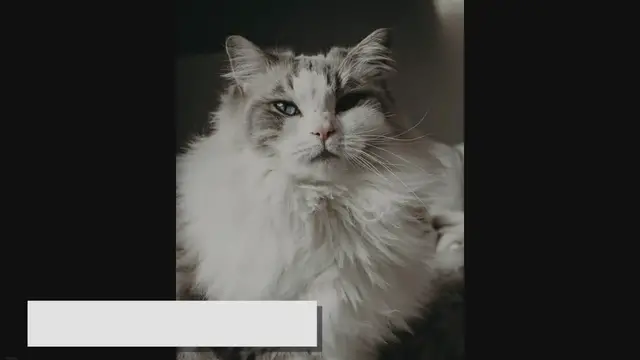 'Video thumbnail for All You Need to Know About Long-haired Ragdoll Cat'