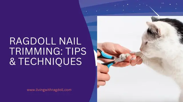 'Video thumbnail for Ragdoll Nail Trimming Tips and Techniques'