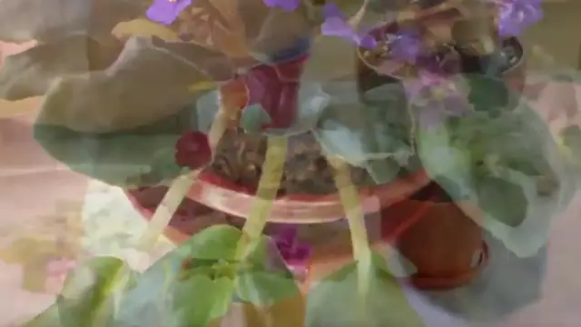 'Video thumbnail for Growing African Violet Indoors African Violet Plant Care '