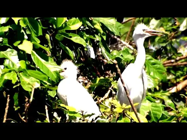 'Video thumbnail for កូនកុកស រៀនហើរចេញសំបុក | Babie wild haro to try fly on nest'