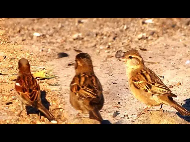 'Video thumbnail for The small wild sparrow or wild dove'
