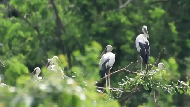 'Video thumbnail for Top Wild bird a lot​ forest on nest'