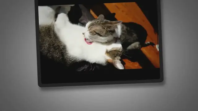 'Video thumbnail for Warum Miauen Katzen und was bedeutet es?'