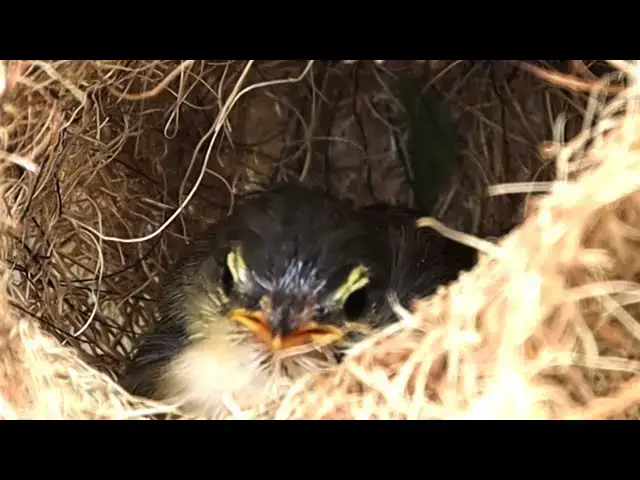 'Video thumbnail for In nest gain wild bird wait eat'