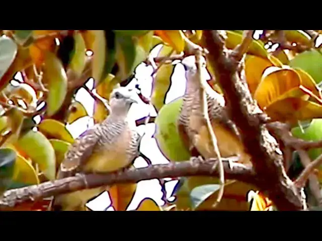 'Video thumbnail for Wild of mother dove with baby  dove bird on nest'