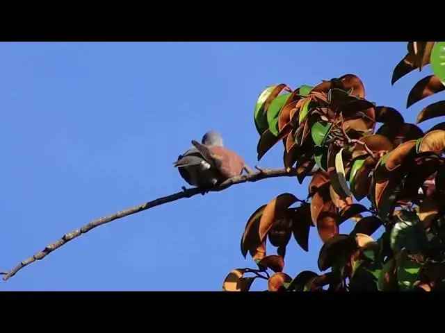 'Video thumbnail for Dove bird here | Wild forest dove'