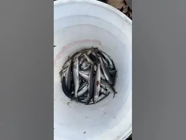'Video thumbnail for Dip netting for smelt on the Cowlitz River'