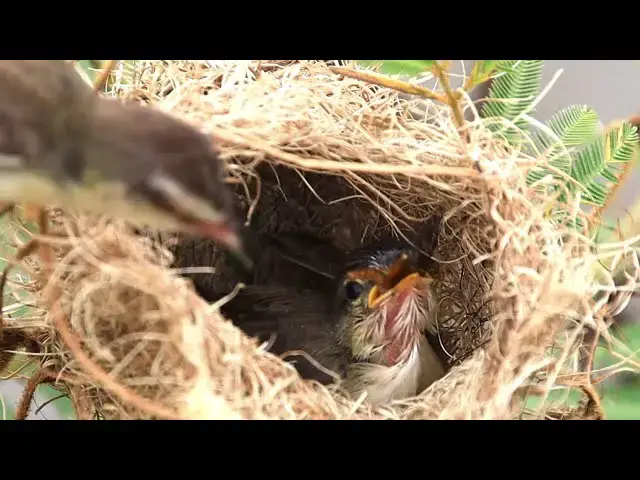 'Video thumbnail for In nest, Gain babie wild bird eat in nest'