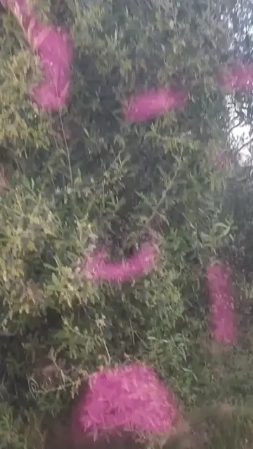 'Video thumbnail for Olive Tree – Nature and Cultivation'