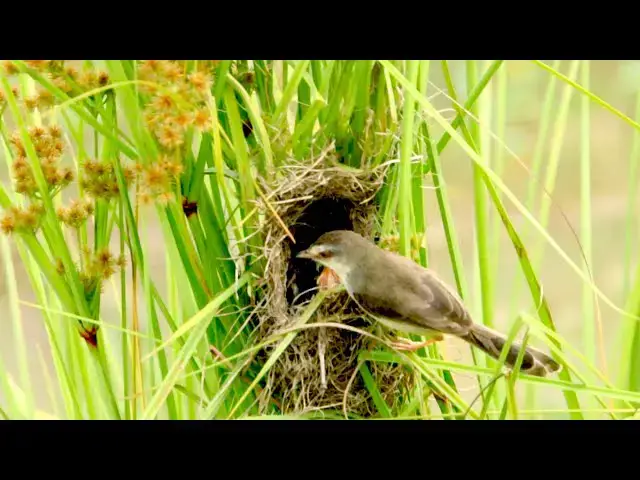 'Video thumbnail for Infron of lake, bird made nest on grass, after feed baby here'