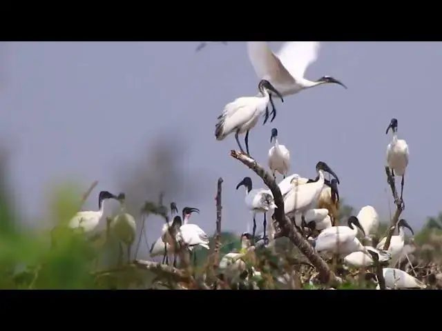 'Video thumbnail for In filed a lot wild bird, bird find catch or eat food in fiel'