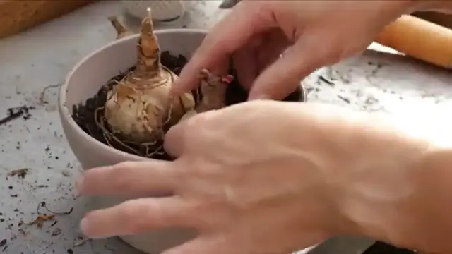 'Video thumbnail for How to Force Amaryllis to Bloom 7 Expert Tips to Make Your Amaryllis Bloom Like Crazy '
