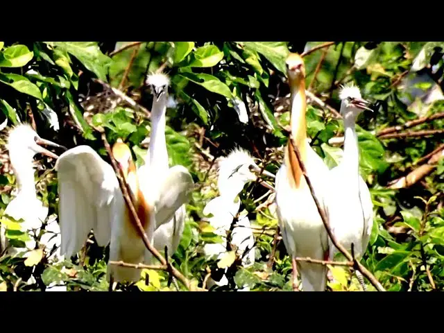 'Video thumbnail for កូនកុកកពណ៏លឿង នៅលើសំបុកវា | Willd babie hero hechact bird'