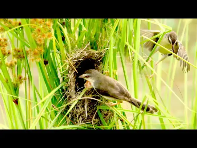 'Video thumbnail for On nest babies bird cries to eat food on nest'
