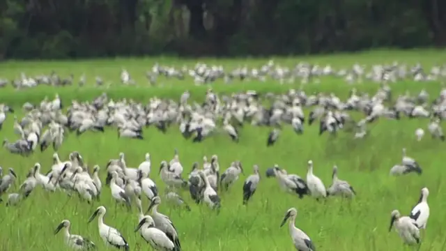 'Video thumbnail for A lot wild bird in field find catch food eat'