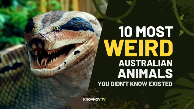 'Video thumbnail for 10 Most Weird Australian Animals You Didn't Know Existed'