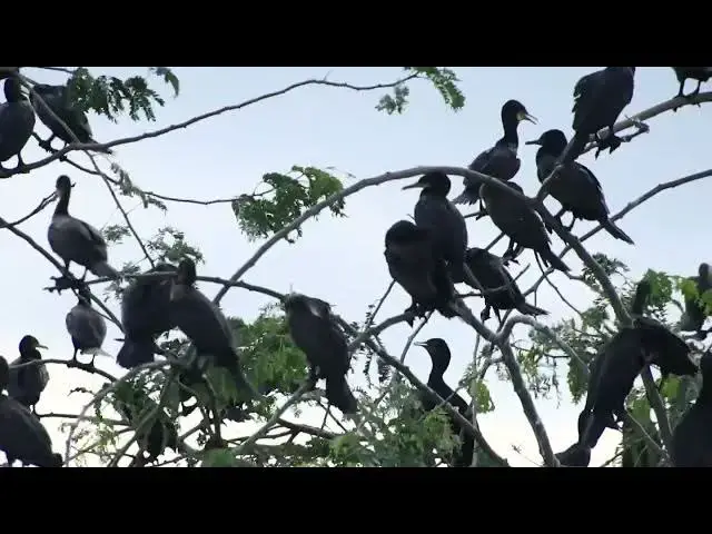 'Video thumbnail for The Maya bird maya on nest All nest bird Maya'