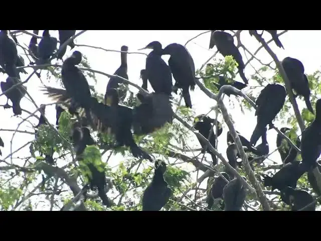 'Video thumbnail for wild bird maya on nest All nest bird Maya'