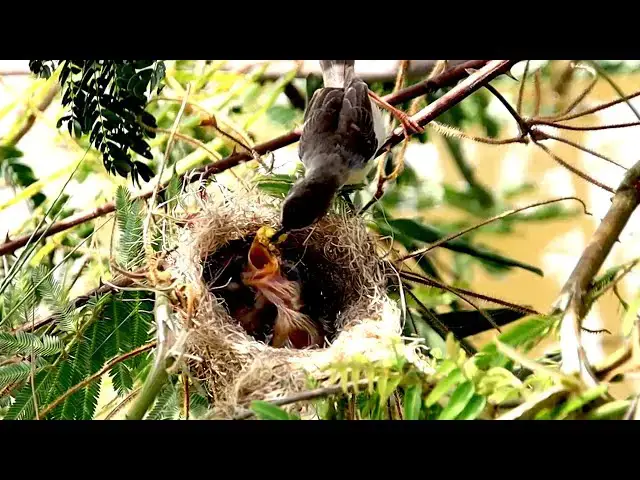 'Video thumbnail for កូនចាបអើតក ស្រែកយំស៊ីចំណី | Babie wild bird crie'