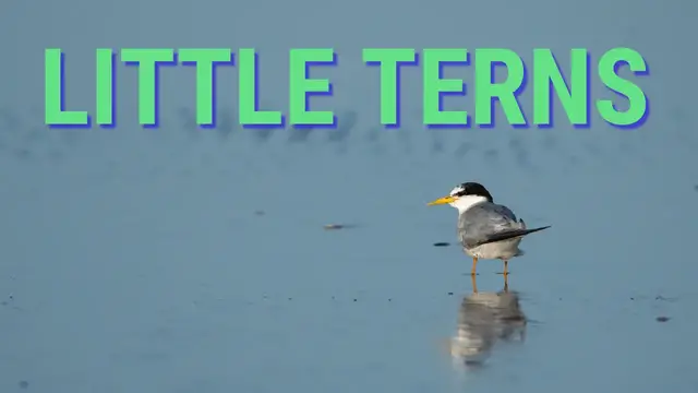'Video thumbnail for Birds Of Australia - Little Terns Are The Cutest Things!'
