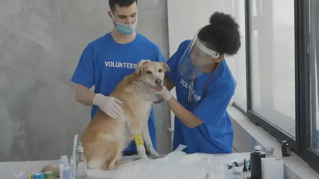 'Video thumbnail for How to Tell If Your Dog Is Sick: Key Signs to Watch For'