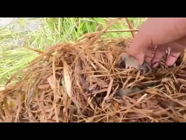 'Video thumbnail for Help baby rat from nest when having rice machine work in field'