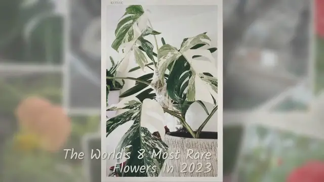 'Video thumbnail for The World's 8 Most Rare Flowers In 2023'