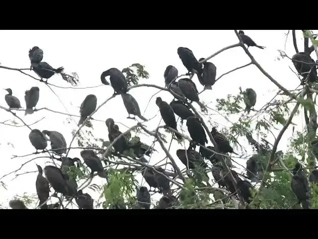'Video thumbnail for Everning all black bird com back to sleep here'