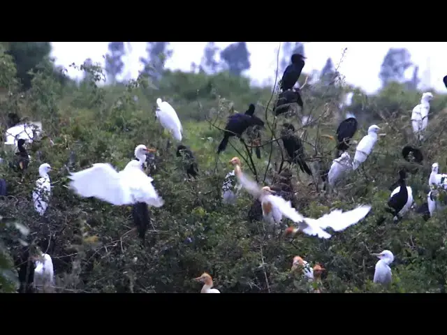 'Video thumbnail for Wild bird white on nest | A lot wild bird stay here'