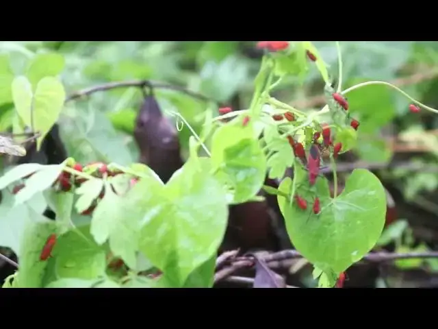 'Video thumbnail for All insect warking after rain | Gain or smaill wild insect'