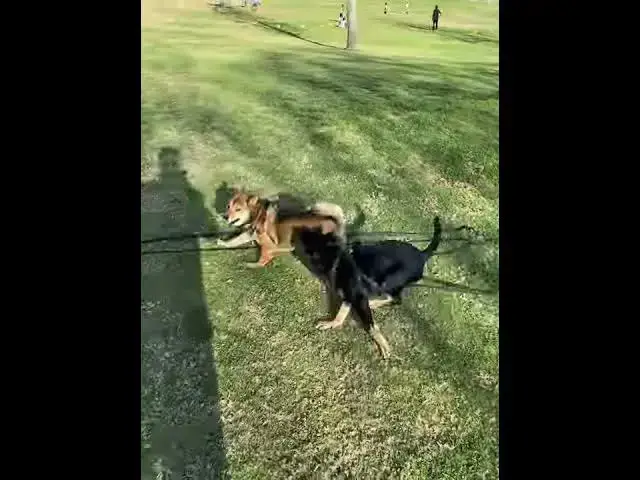 'Video thumbnail for Shiba Inu Playing Fetch'