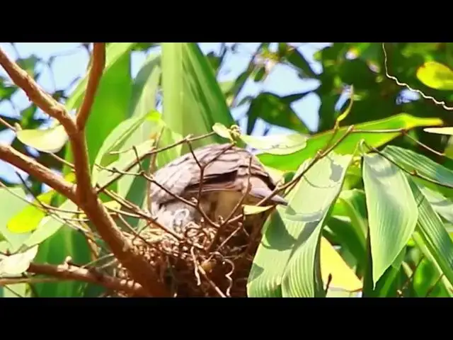 'Video thumbnail for Wild of mother dove with baby  dove bird'