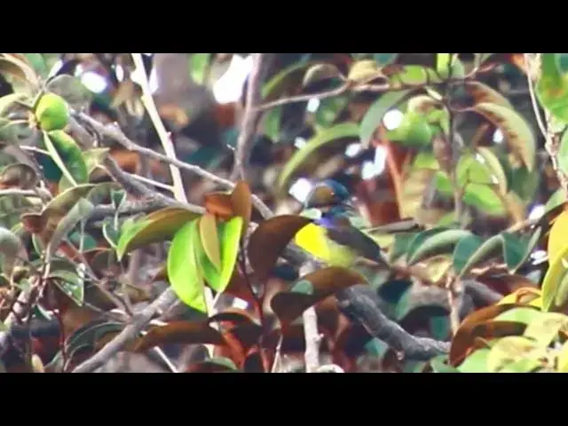 'Video thumbnail for The best wild small bird on tree fruit with other wild dove bird'
