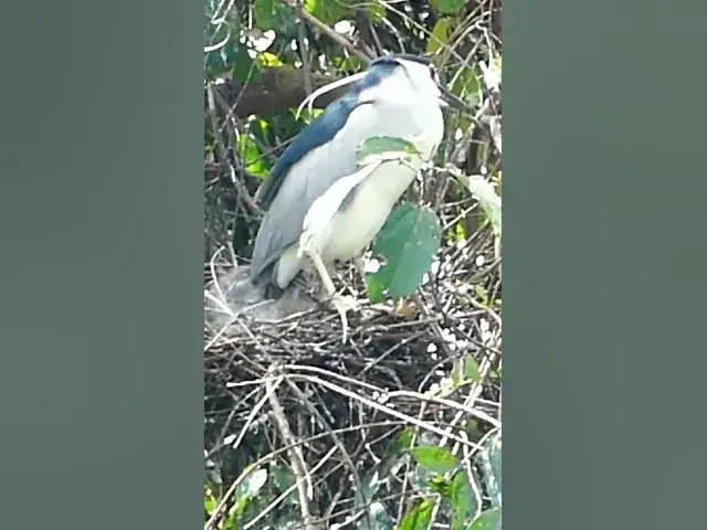 'Video thumbnail for Wild bird & Nest bird #birds #nestbest #vrakbird #birdfee'